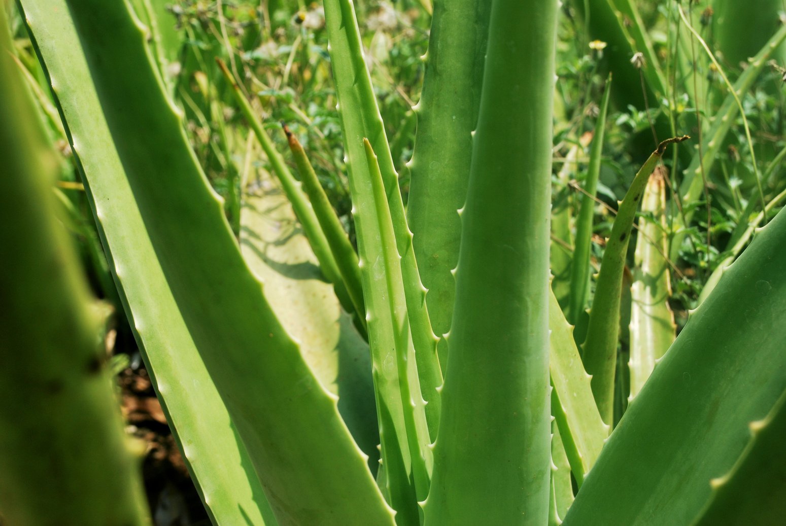 Aloe vera plantation.