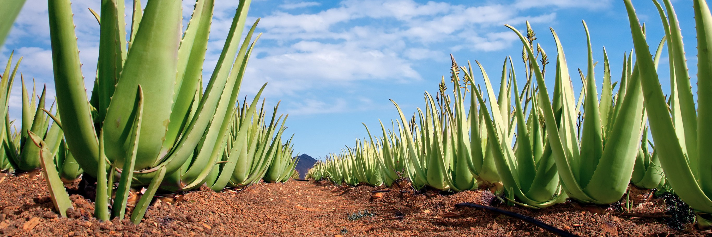 Aloe Vera Plantation